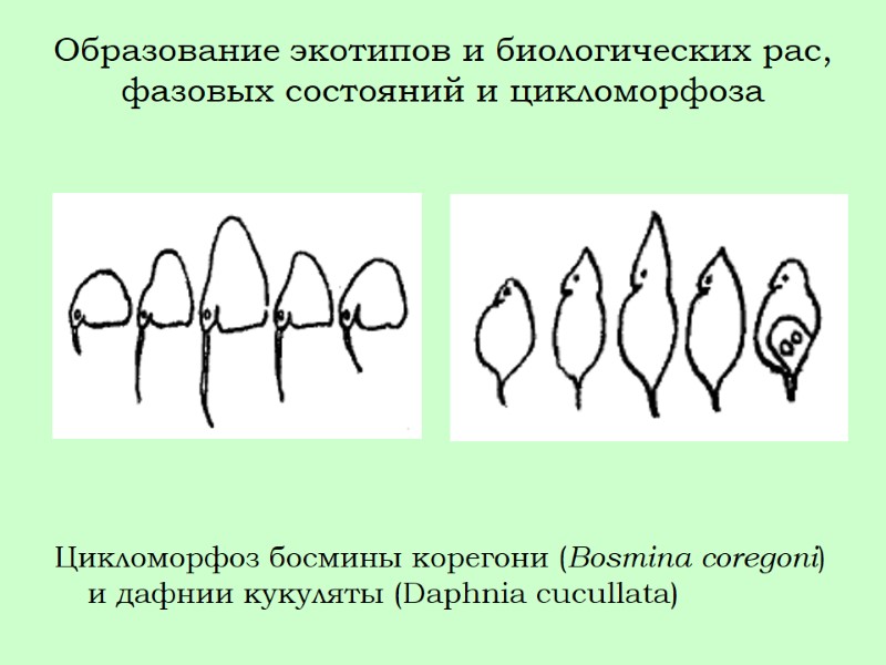 Образование экотипов и биологических рас, фазовых состояний и цикломорфоза Цикломорфоз босмины корегони (Bosmina coregoni)